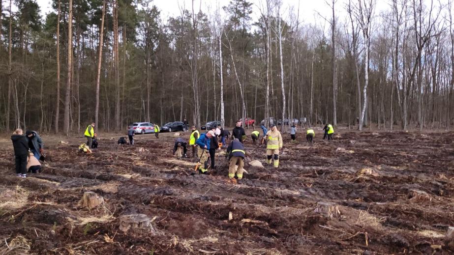 Młodzież sadziła las. Tysiące nowych drzewek w Nadleśnictwie Chotyłów